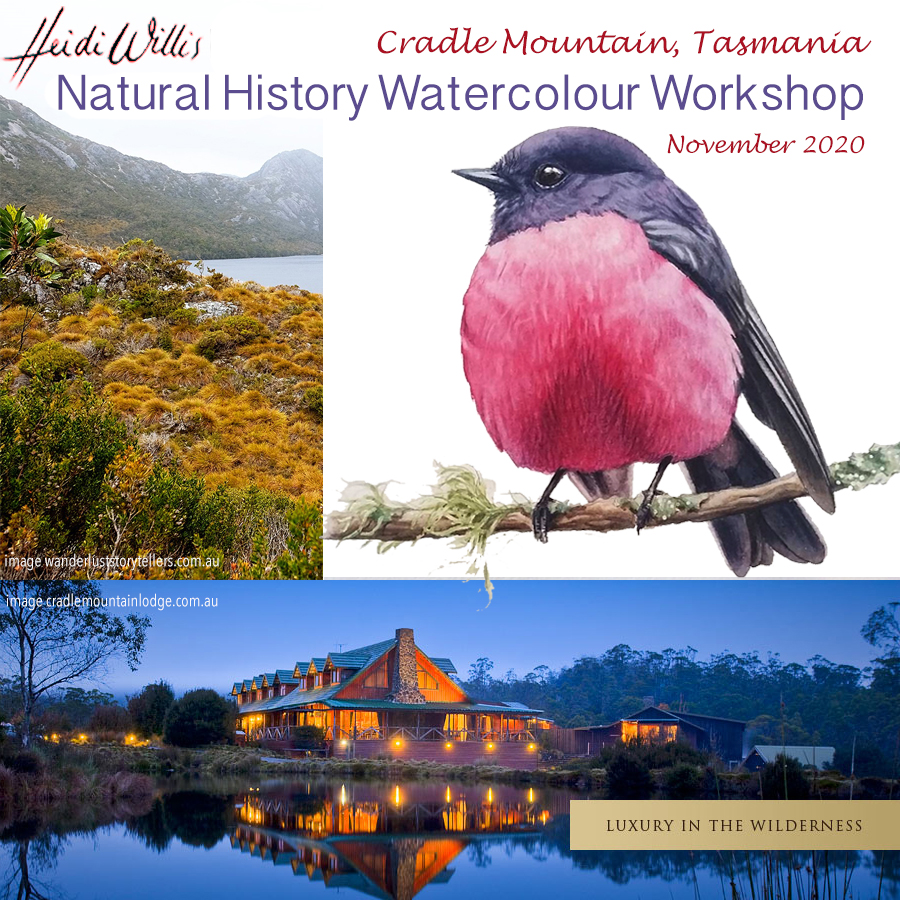 tasmania_heidi-willis_watercolour_natural-history_painting-workshop