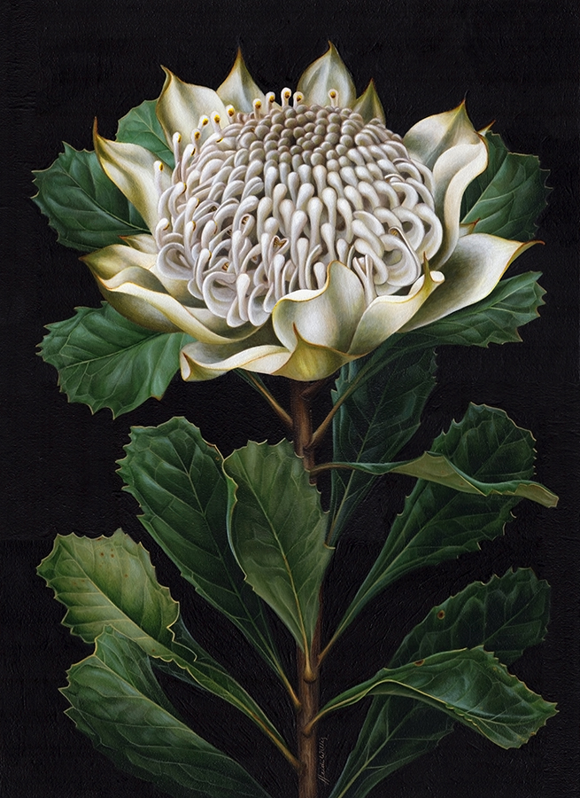 w_artist_White Waratah painting_botanical illustration_Heidi Willis_acrylics