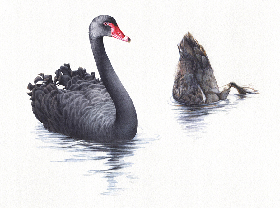 waterbirds_swan_heidi willis_artist_bird illustration_sydney parks