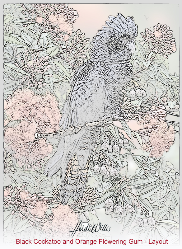 heidi willis_black cockatoo_artist