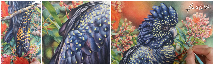 heidi willis_black cockatoo_flowering gum_painting_botanical