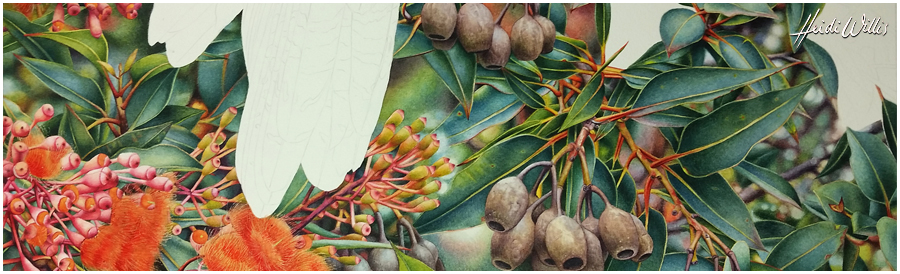 heidi willis_flowering gum_painting_botanical copy