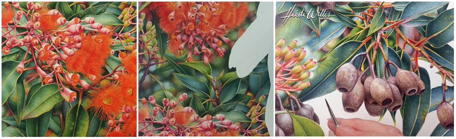 heidi willis_flowering gum_painting_botanical copy