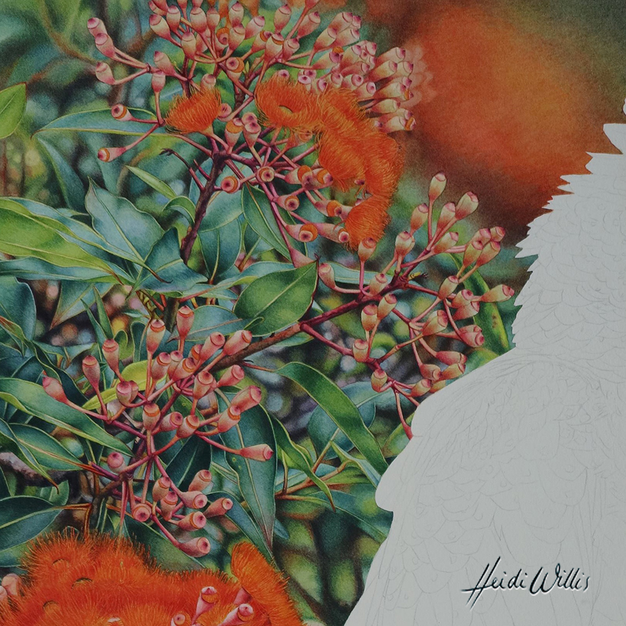 heidi willis_natural history art_eucalyptus_botanical art