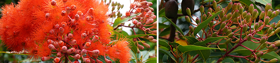 orange flowering gum_botanical illustration