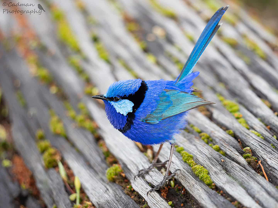 blue wren bird