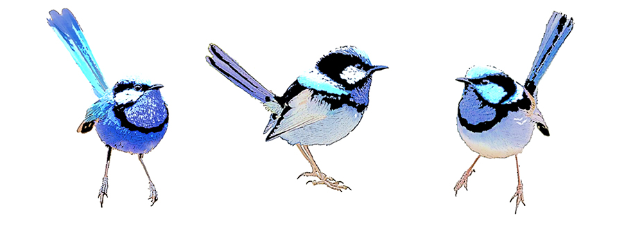 Blue Wrens and Blossom Illustrations – A New Project on the Drawing