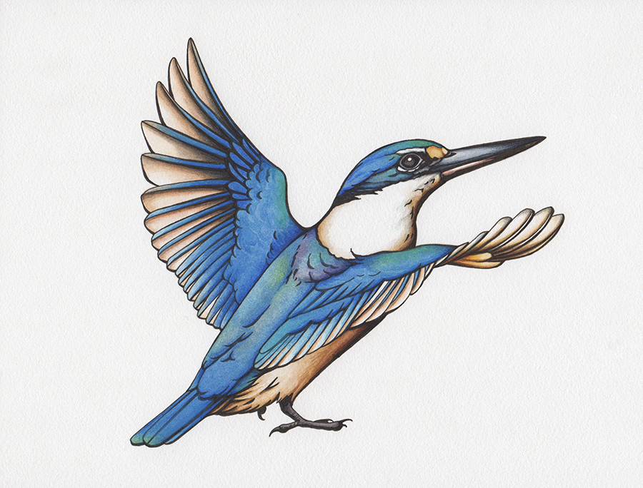 Pencil drawing kingfisher Pencil drawing by Bethany Taylor | Artfinder