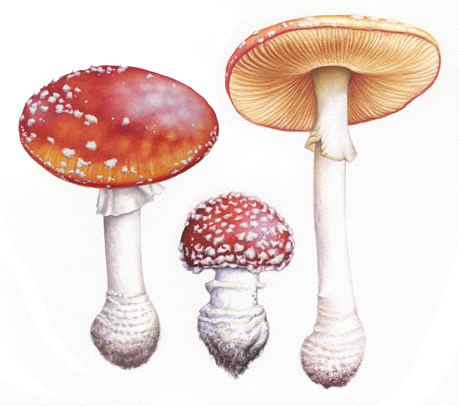 mushroom drawing watercolour