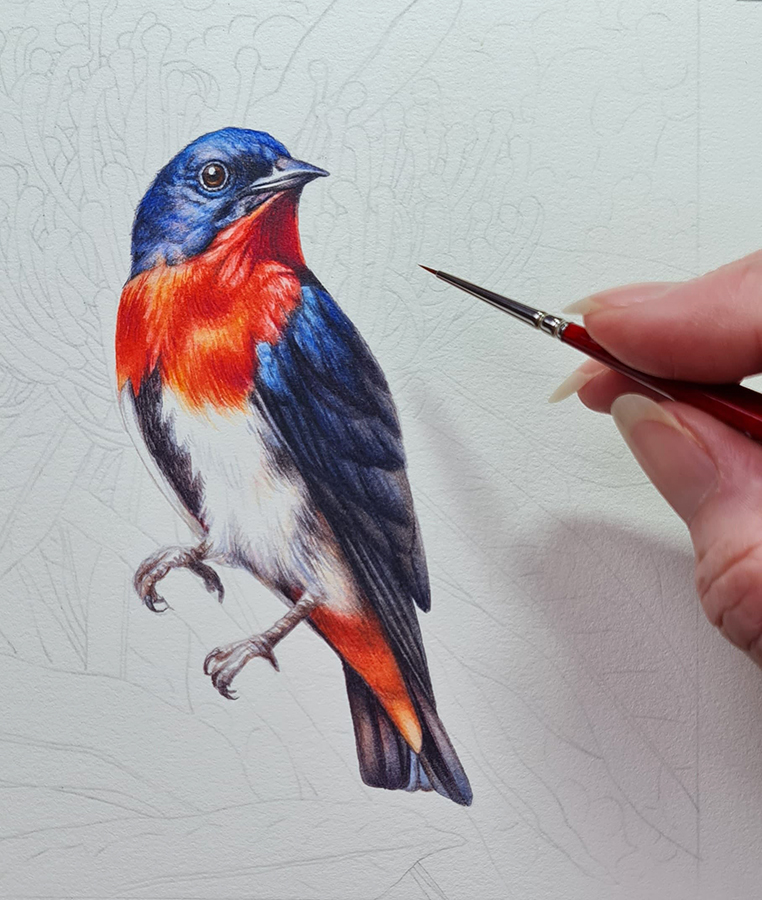 'Mistletoebird and Alloxylon flammeum' Bird Painting - Heidi Willis