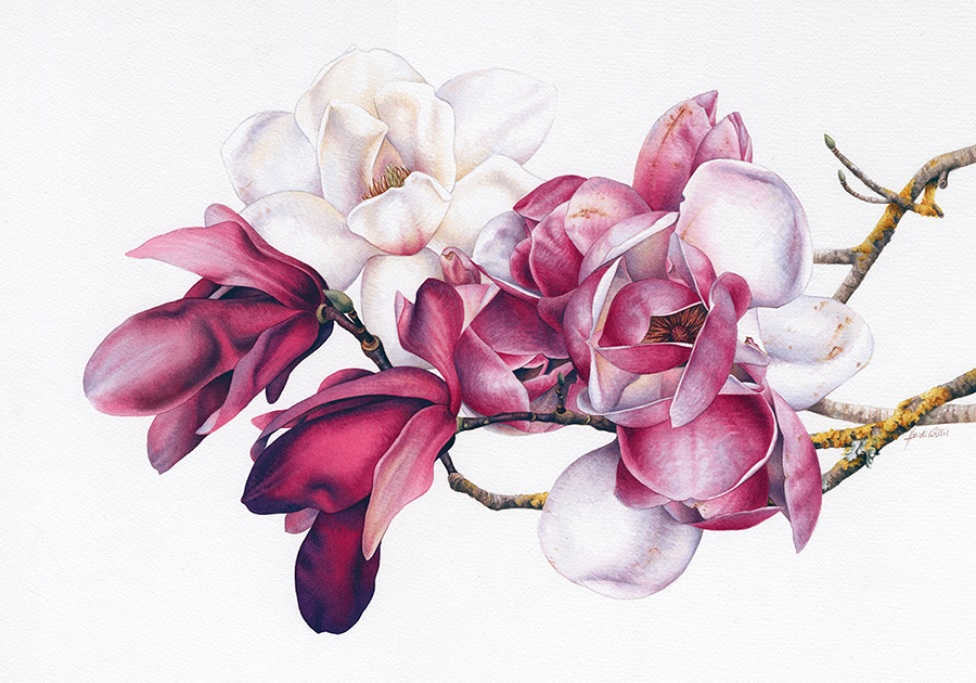 Botanical Art ~ Magnolias Heidi Willis