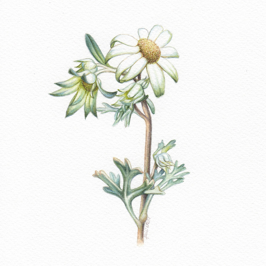 Heidi Willis_Australian flora_watercolour_Flannel flowers
