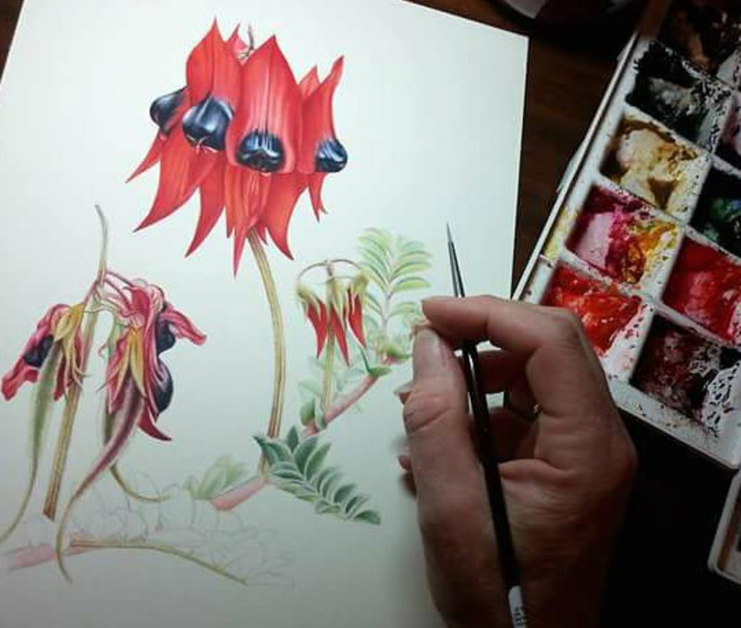 heidi-willis_botanical-artist_australian-floral-emblems