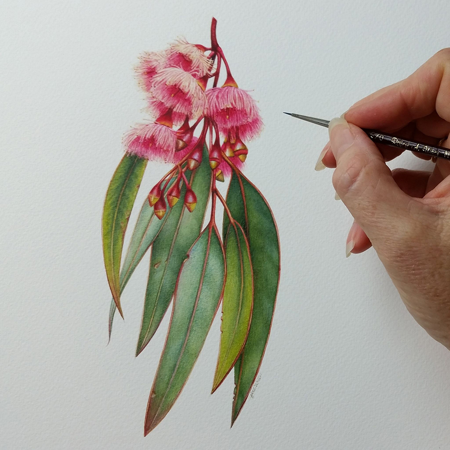 Heidi Willis_Botanical Illustration_Australian Eucalyptus