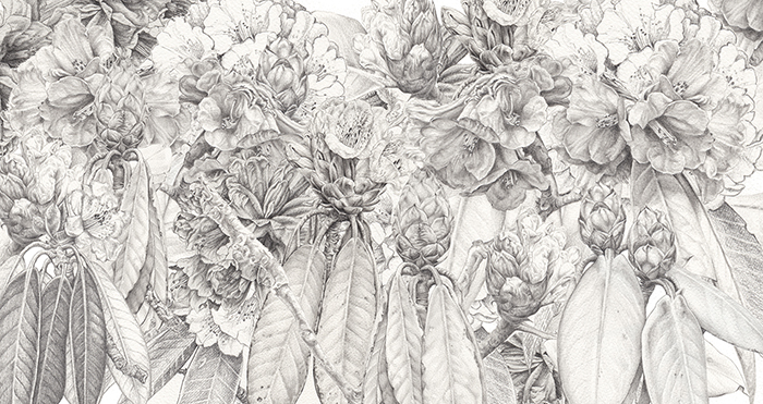 Heidi-Willis_Rhododendron_Pencil_Sketch