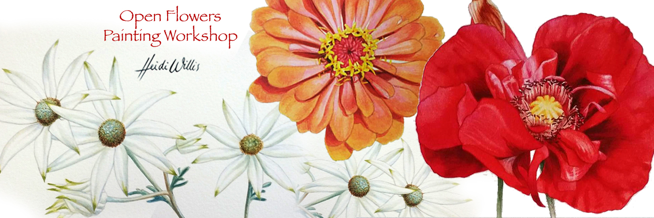 heidi willis botanical art_painting workshop