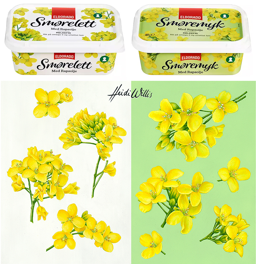 heidi willis_illustration_food_packaging_canola_fruit_botanical artist_eldorado