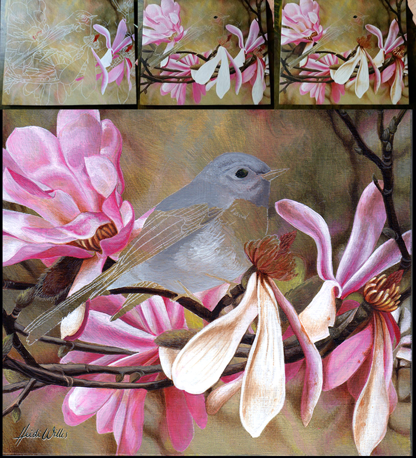 heidi willis_rose robin_natural history painting_bird art_acrylics