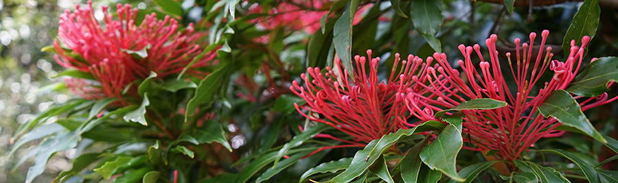 heidi willis_tree waratah_botanical art