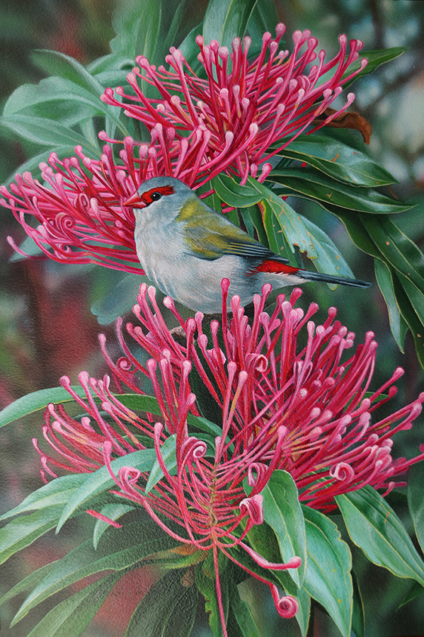 s_Heidi Willis_Red browned Finch_bird painting_waratah