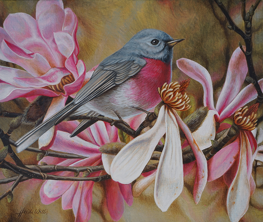 s_heidi willis_bird painting_rose robin_magnolias