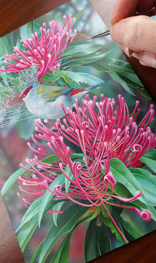 s_heidi willis_waratah_bird painting_red browned finch