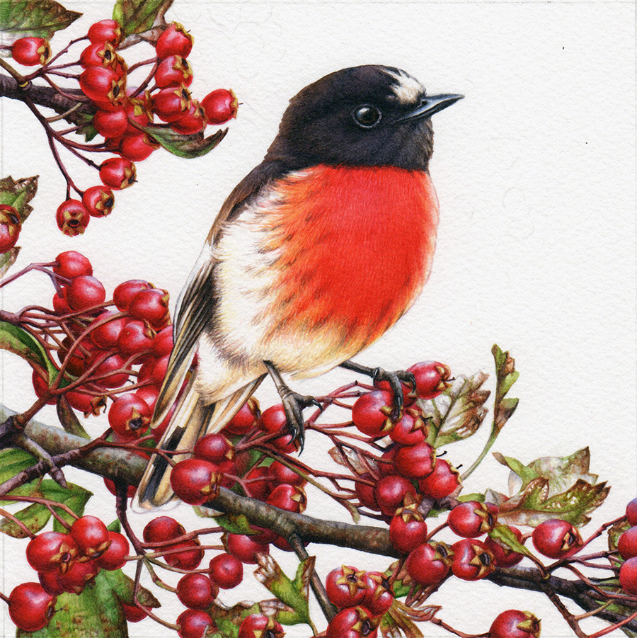 Hawthorn and Scarlet Robin Painting in Watercolour - Heidi Willis