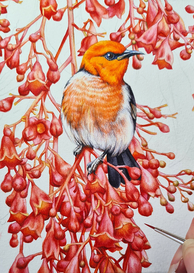 scarlet honeyeater bird illustration
