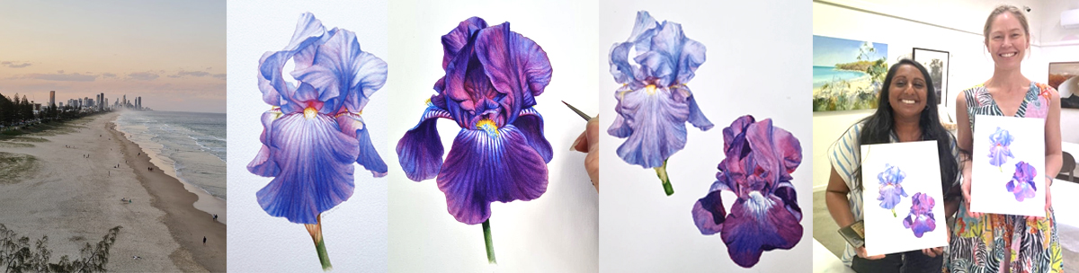botanical illustration iris