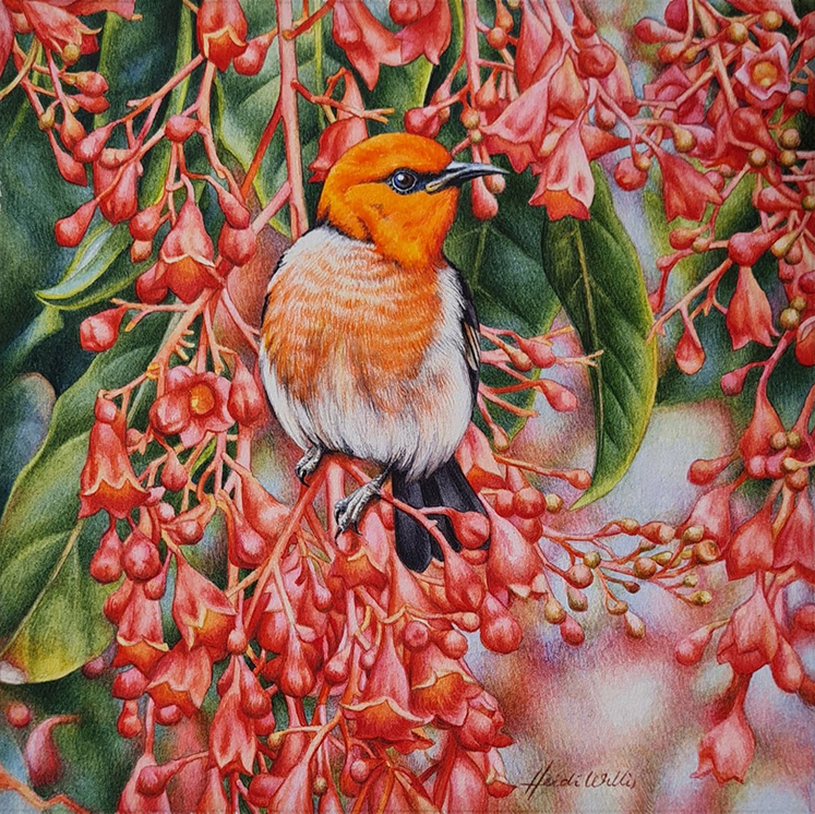 Scarlet Honeyeater painting