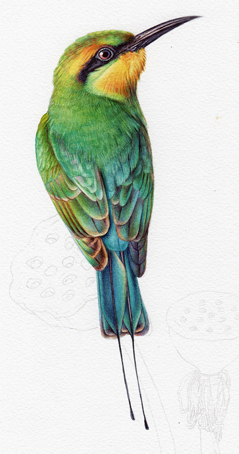 How to paint realistic iridescent coloured feathers in watercolour